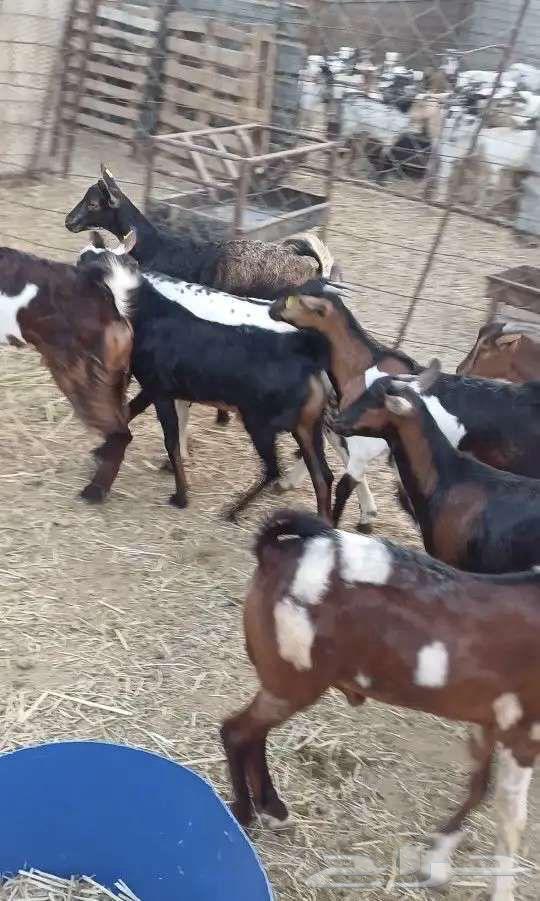 تيوس يمانيه64607842999043110