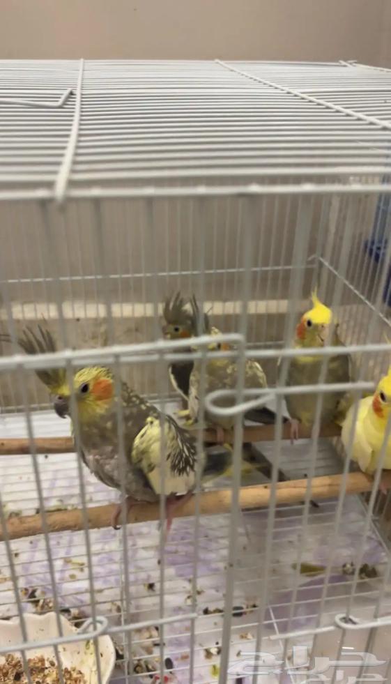 Crows birds64606985419266110