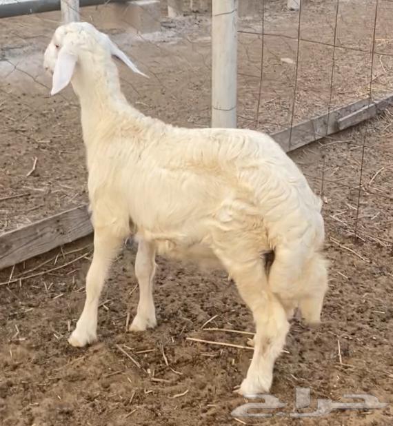 خروف حري للبيع64612530561026112