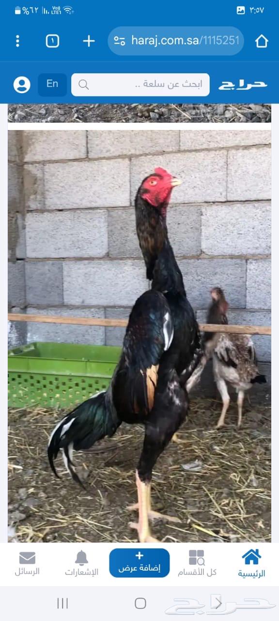 للبيع فروخ دجاج شامو ياباني ( فواخر )64606885382658114