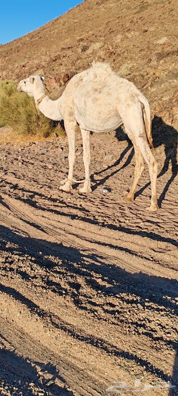 نياق للبيع64613998878465111