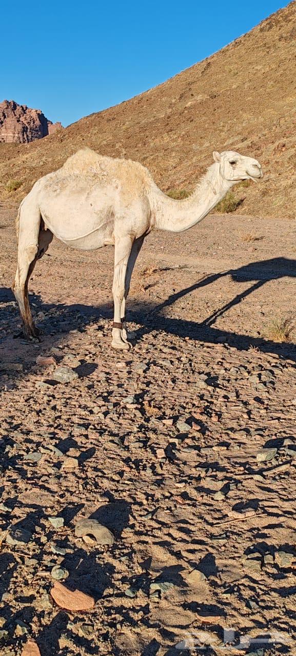 نياق للبيع64613998878465110