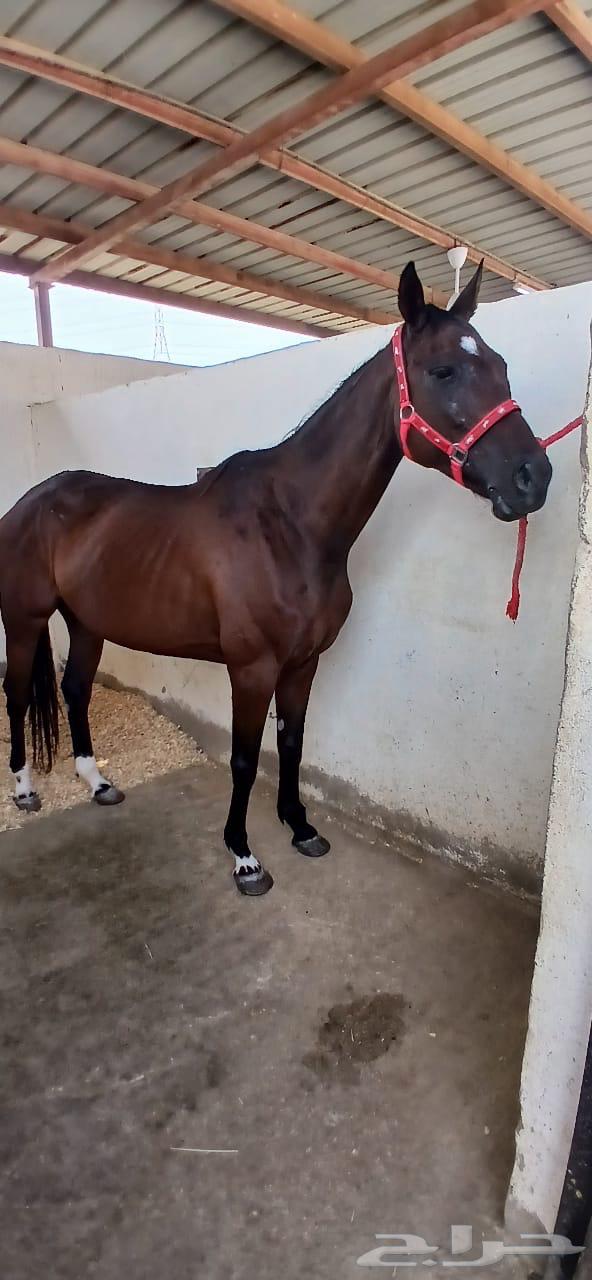 فرس انقليزية للبيع64613276013697113