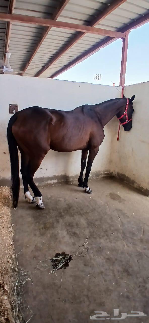 فرس انقليزية للبيع64613276013697110