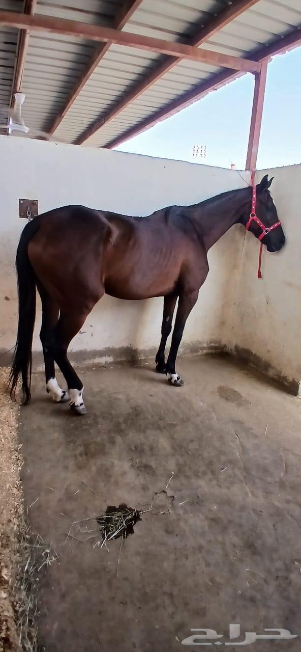 فرس انقليزية للبيع64613276013697111