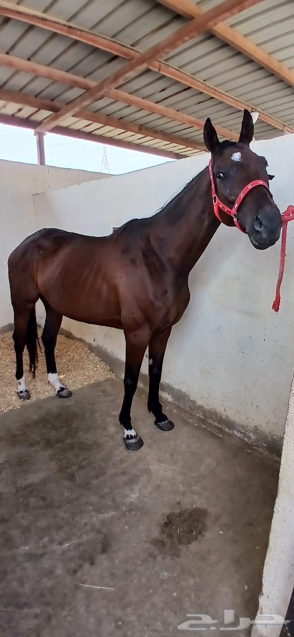 فرس انقليزية للبيع64613276013697112