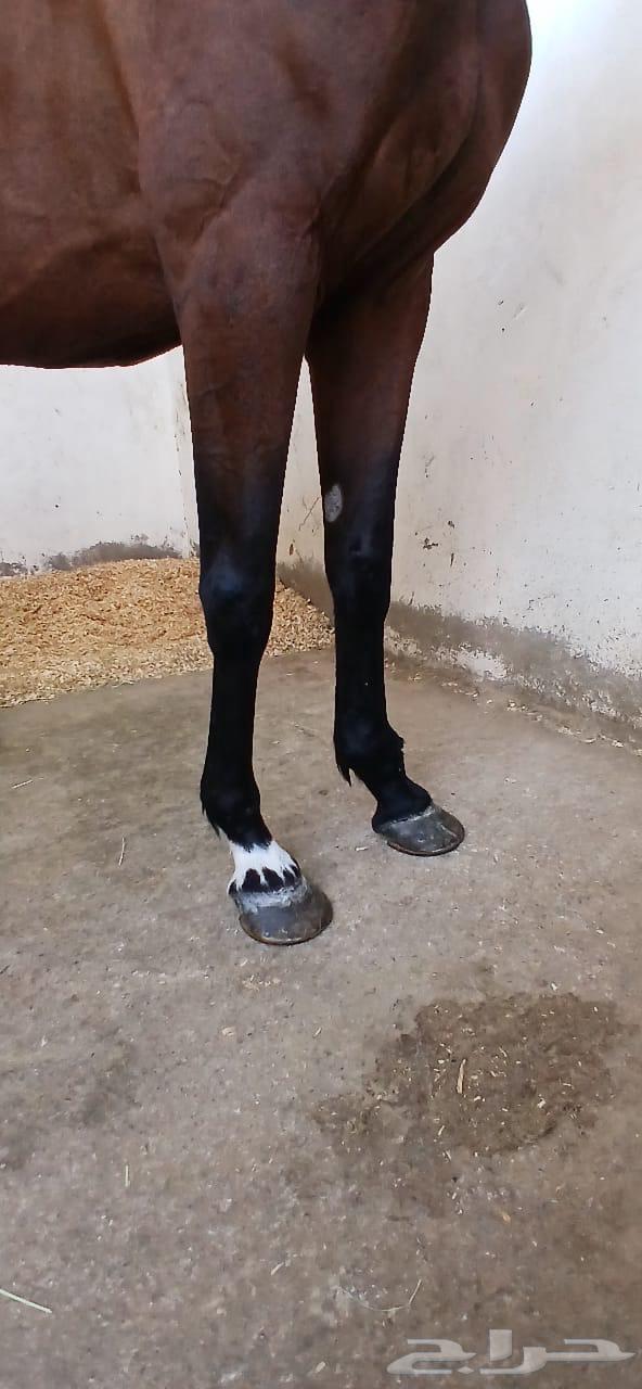 فرس انقليزية للبيع64613276013697114