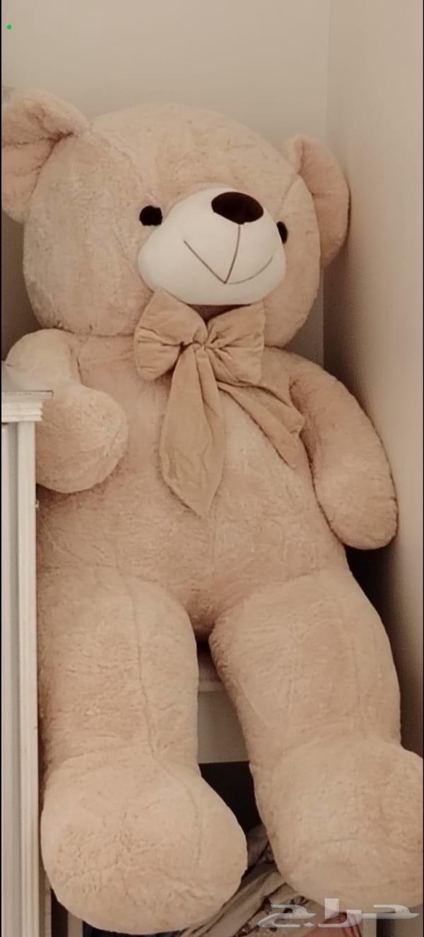 دمية دب للبيع السعر 17064613716146435110