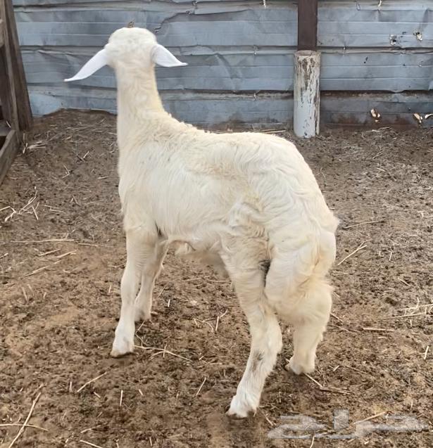 خروف حري للبيع64612530561026111