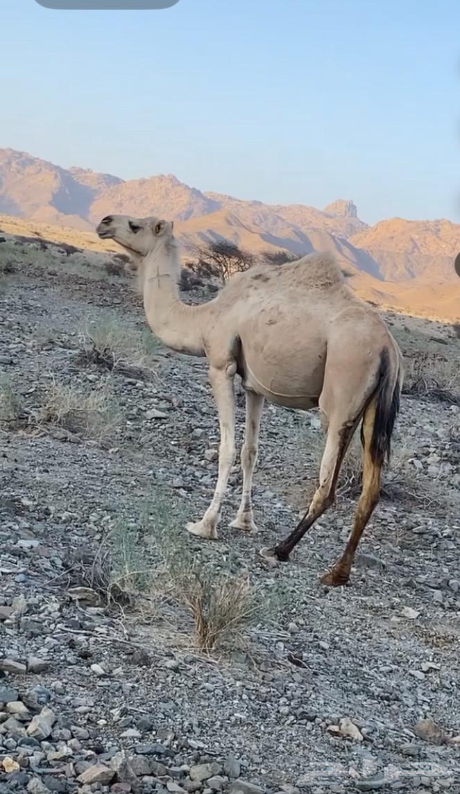 ناقه متلي للبيع64612301417218112