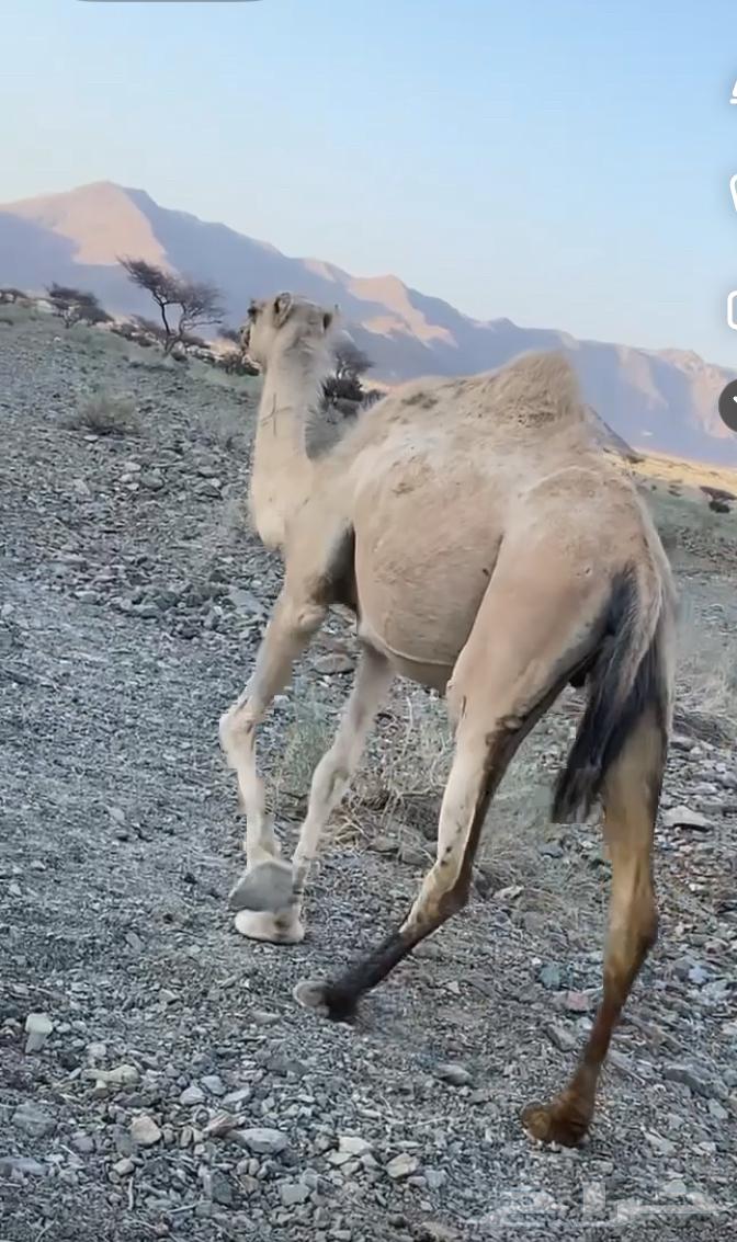 ناقه متلي للبيع64612301417218110