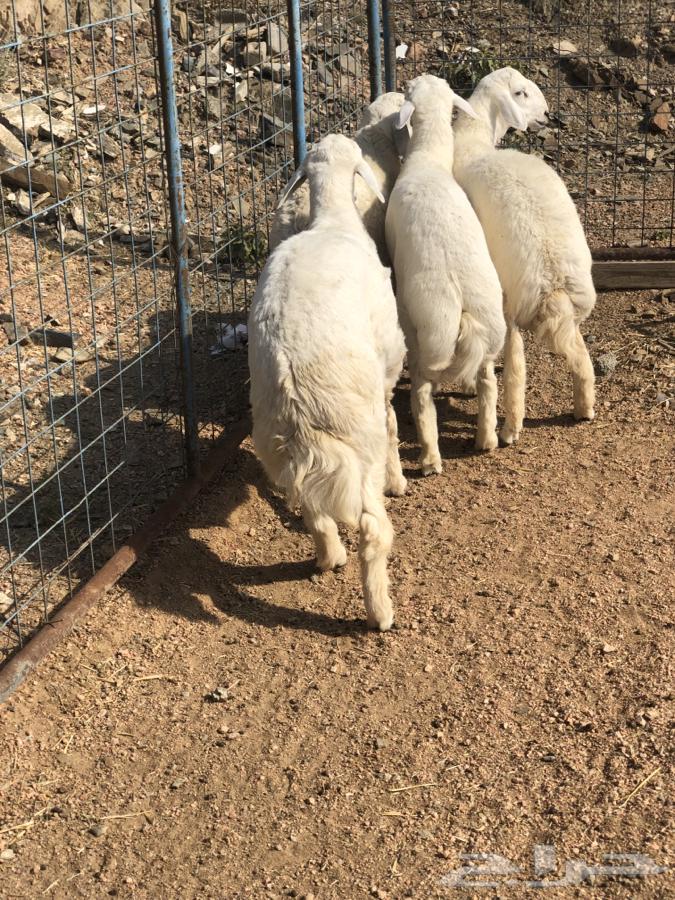 للبيع طليان طيبه ونضيفه اعمارها 6شهور64614596528770111