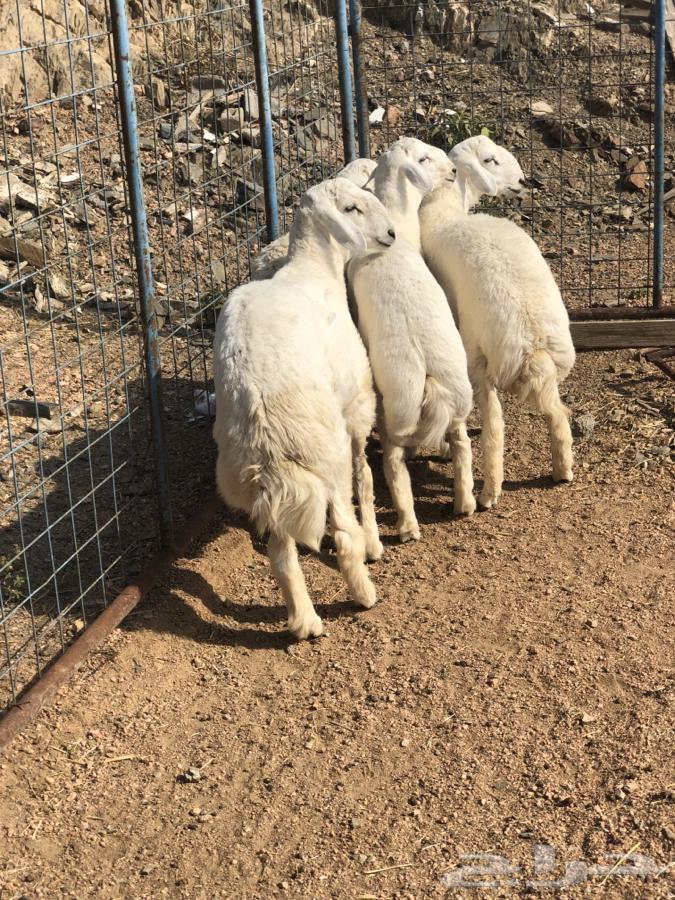 للبيع طليان طيبه ونضيفه اعمارها 6شهور64614596528770112