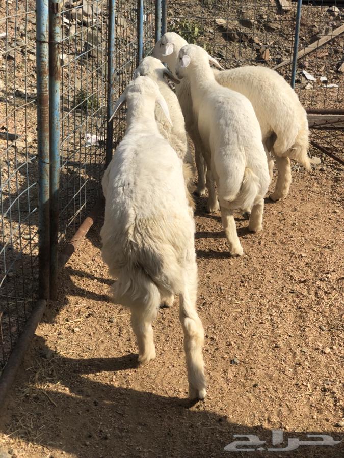 للبيع طليان طيبه ونضيفه اعمارها 6شهور64614596528770113