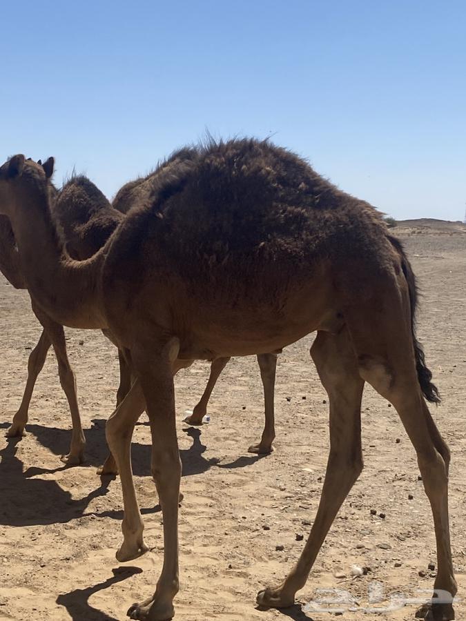 قعود للبيع لباني سبع شهور ع شعير وبرسيم64611980121857110