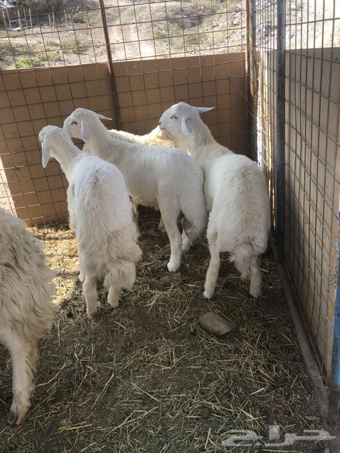 للبيع طليان طيبه ونضيفه اعمارها 6شهور64614596528770110