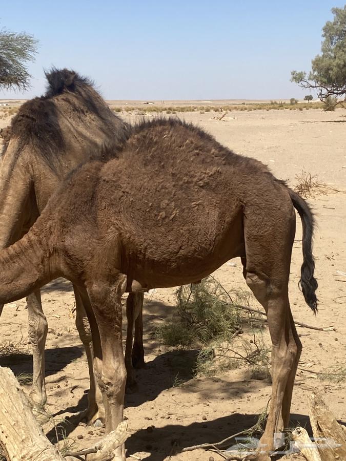 قعود للبيع لباني سبع شهور ع شعير وبرسيم64611980121857111