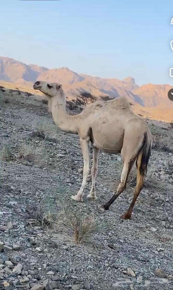 ناقه متلي للبيع64612301417218111