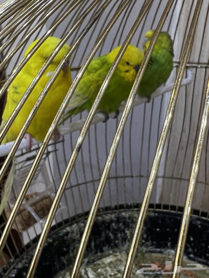 ثلاث عصافير مع قفصهم للبيع ب 500 ريال64614360011523114