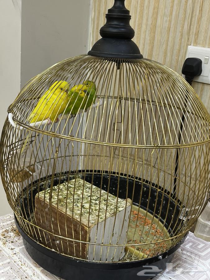 ثلاث عصافير مع قفصهم للبيع ب 500 ريال64614360011523110