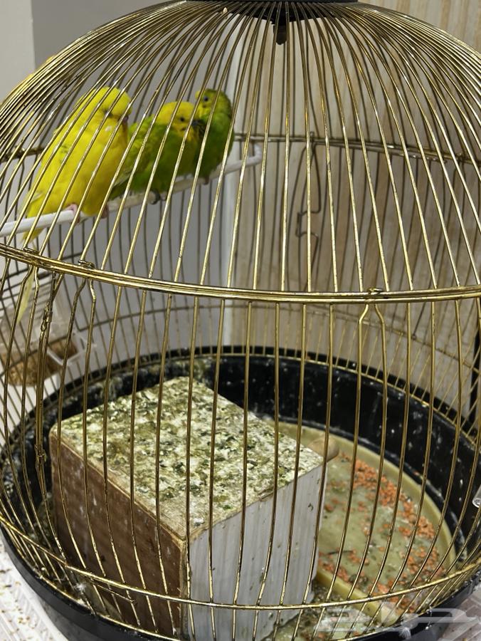 ثلاث عصافير مع قفصهم للبيع ب 500 ريال64614360011523113