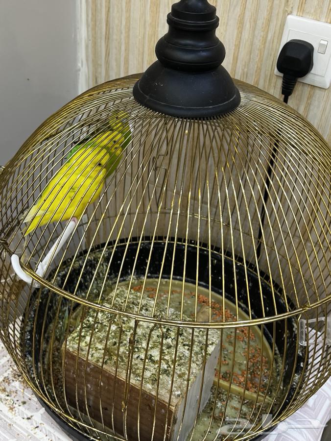 ثلاث عصافير مع قفصهم للبيع ب 500 ريال64614360011523111