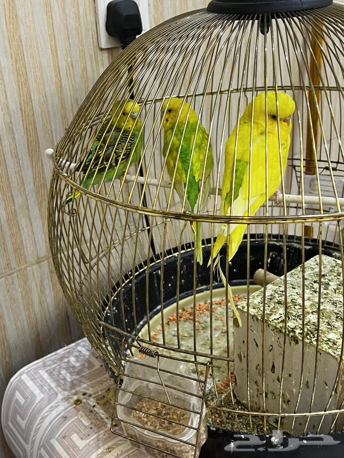 ثلاث عصافير مع قفصهم للبيع ب 500 ريال64614360011523112