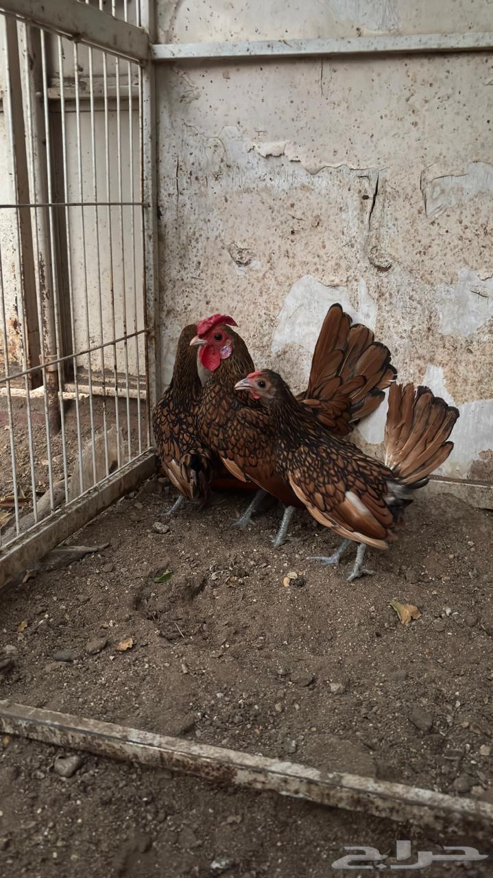 Copper Sprite Set64613092690817112