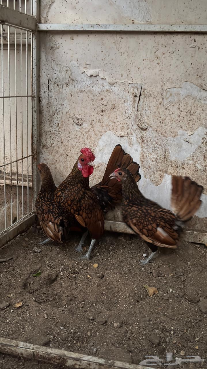 Copper Sprite Set64613092690817113