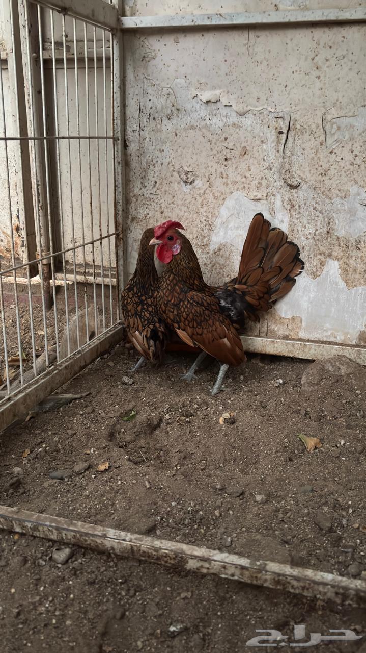 Copper Sprite Set64613092690817111