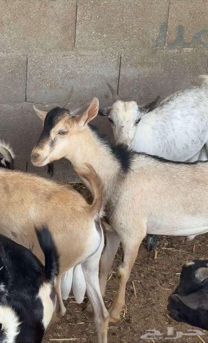 تيوس يمانيه64607842999043114