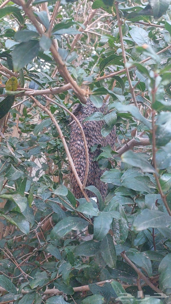 نحل للبيع64612029399810110