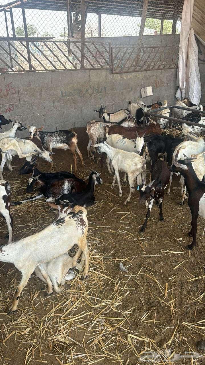 تيوس يمانيه64607842999043111