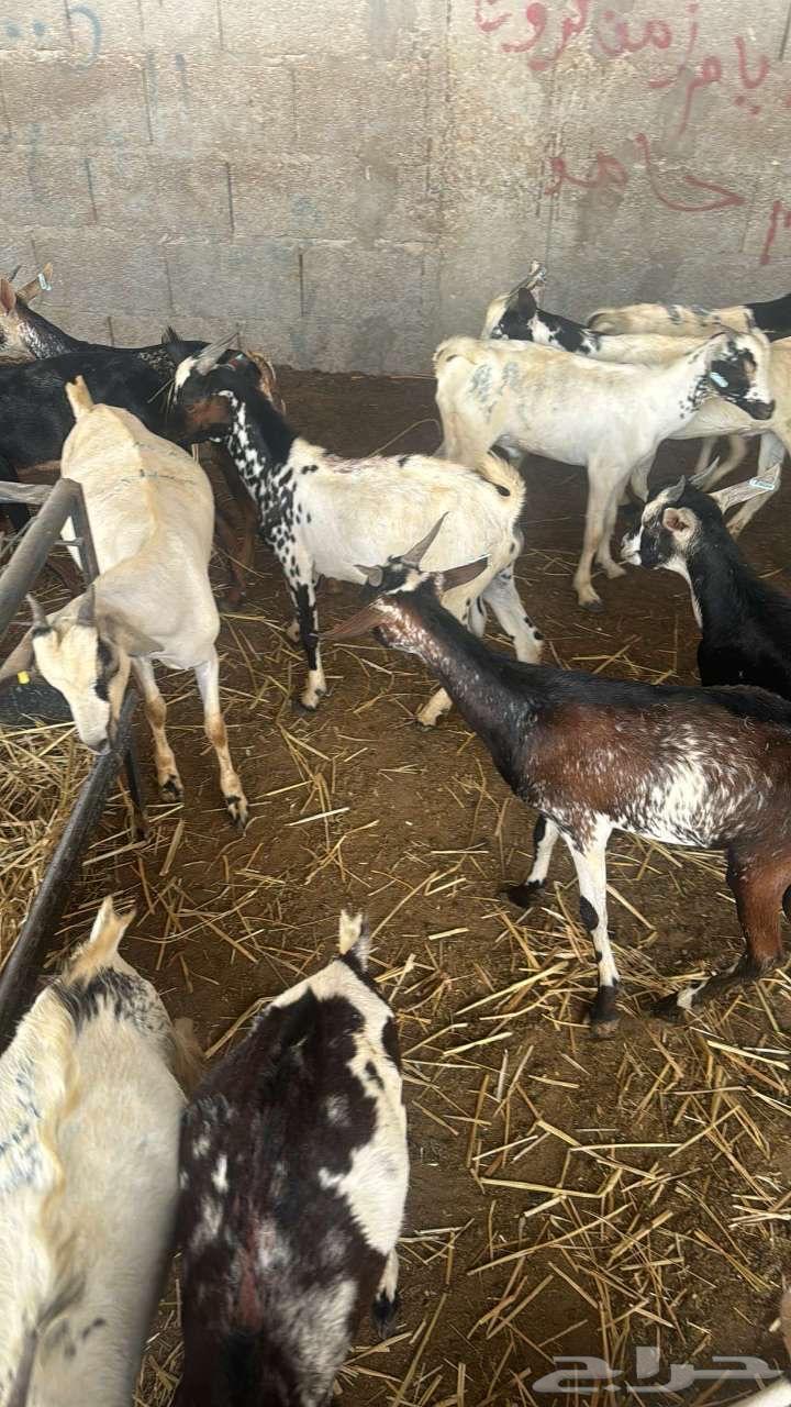 تيوس يمانيه64607842999043113