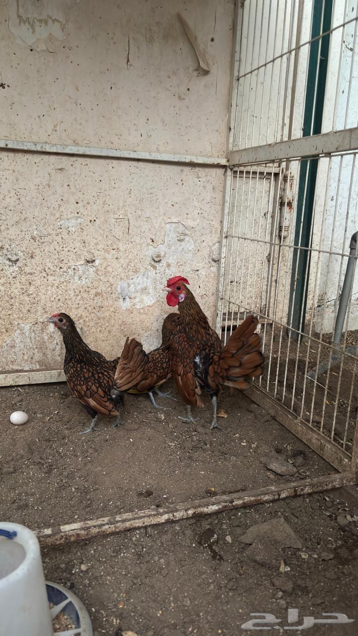 Copper Sprite Set64613092690817110