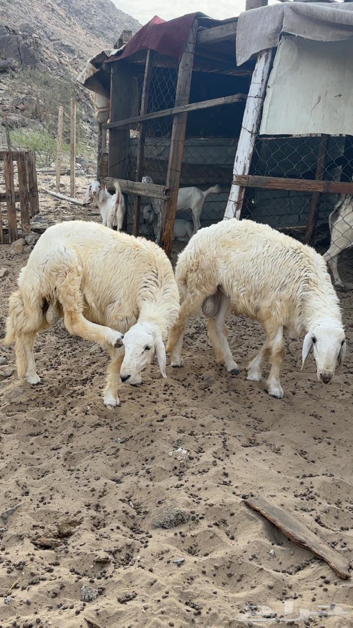 طليان حريه للبيع64612711363201112