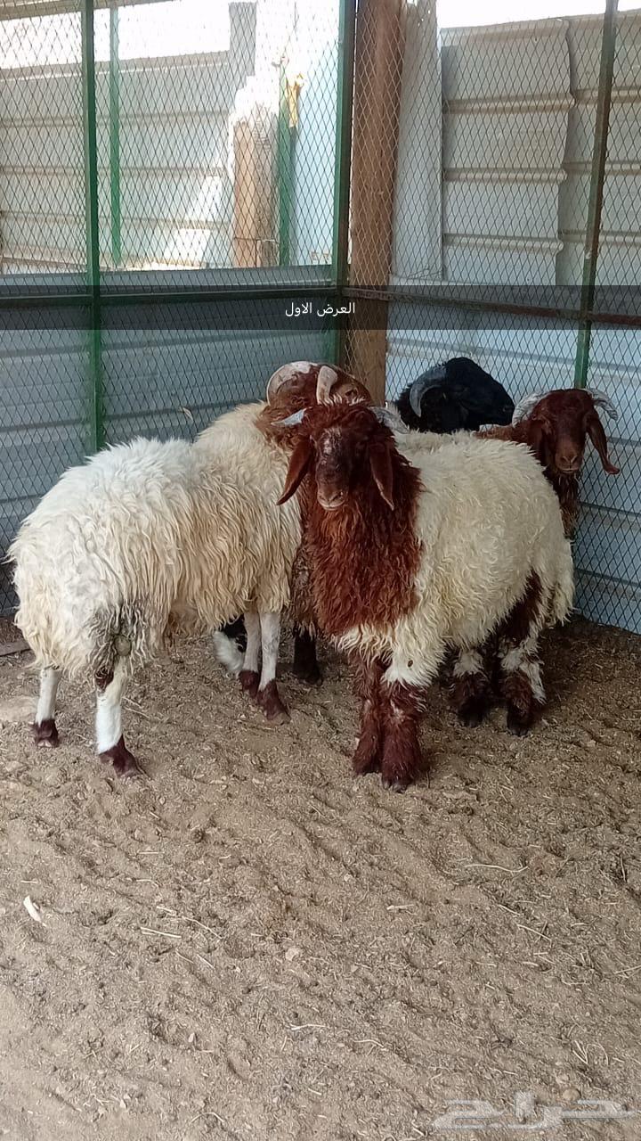 طليان للبيع64608253026305110