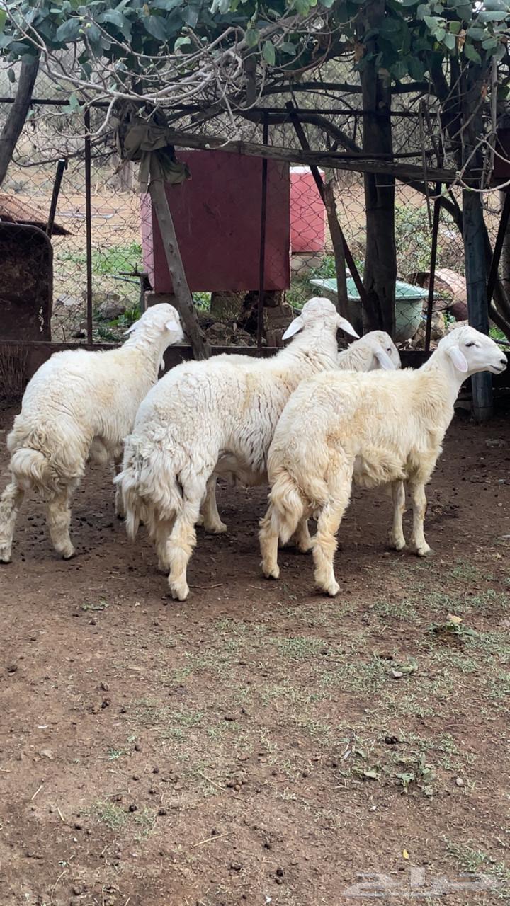 طليان للبيع64615374555137111