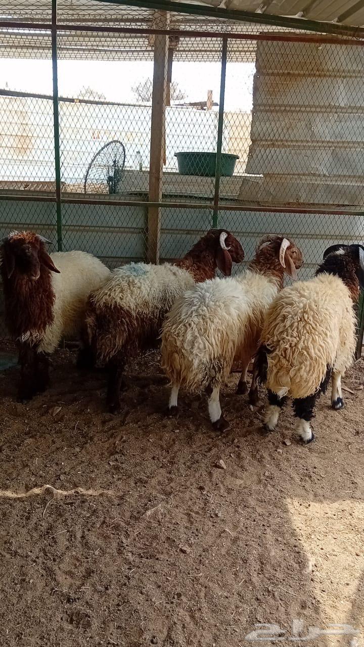 طليان للبيع64608253026305112