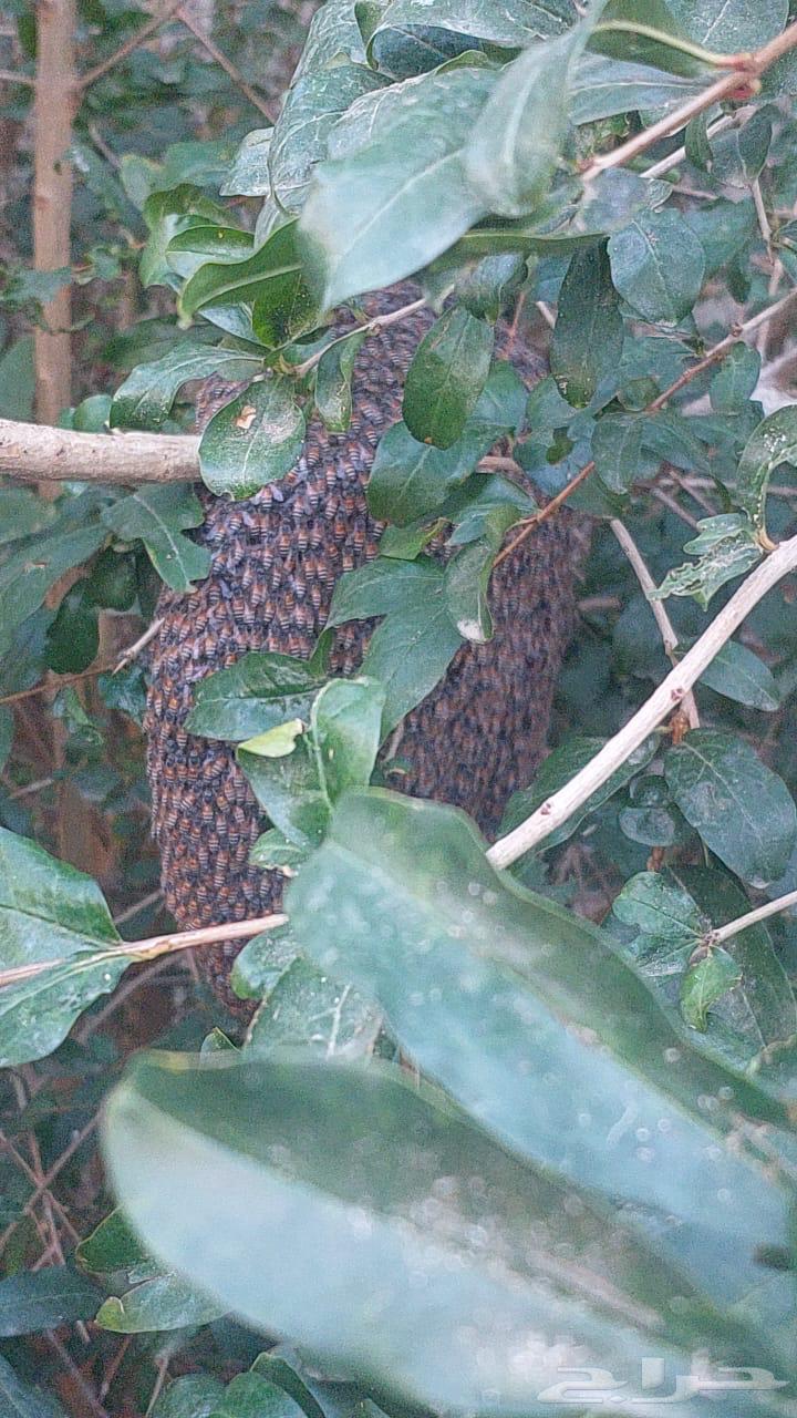 نحل للبيع64612029399810111