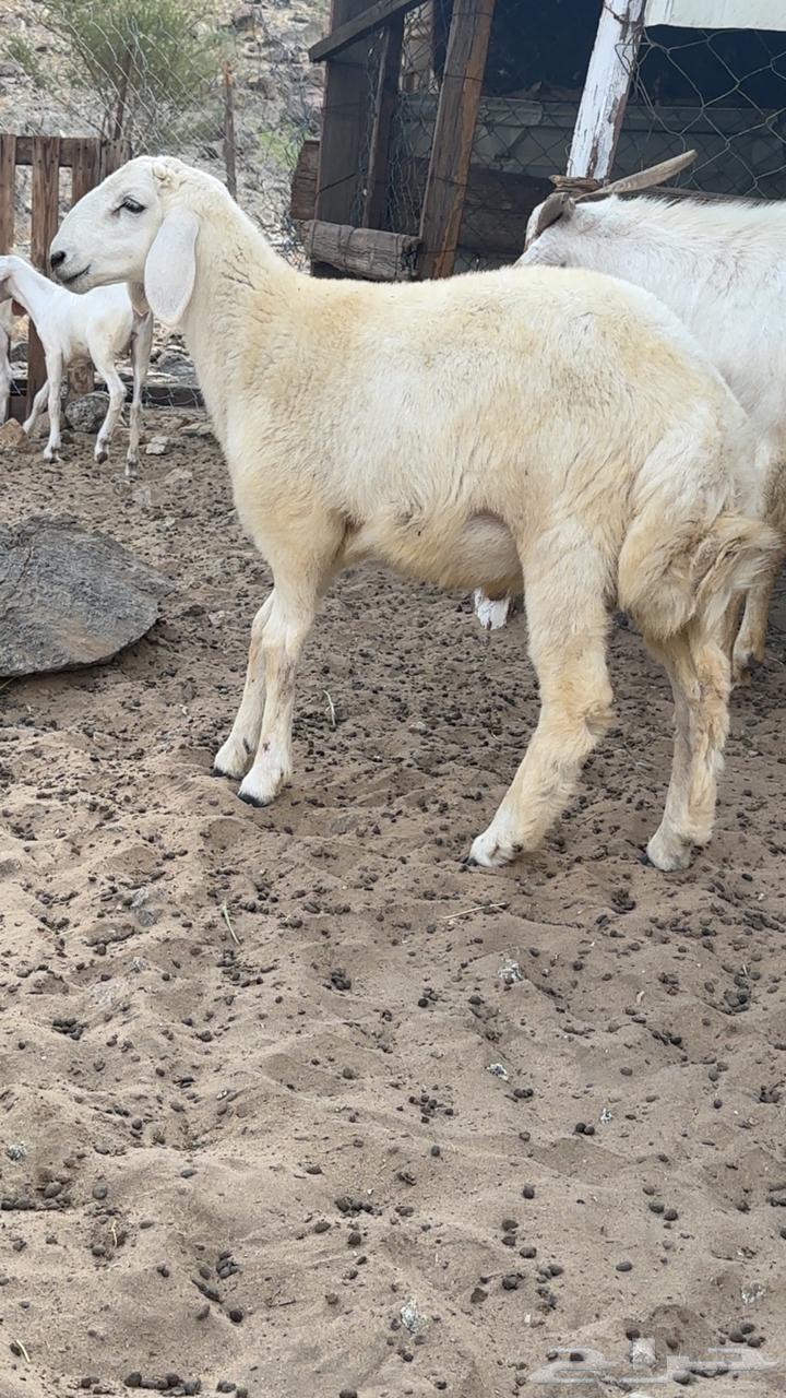 طليان حريه للبيع64612711363201113