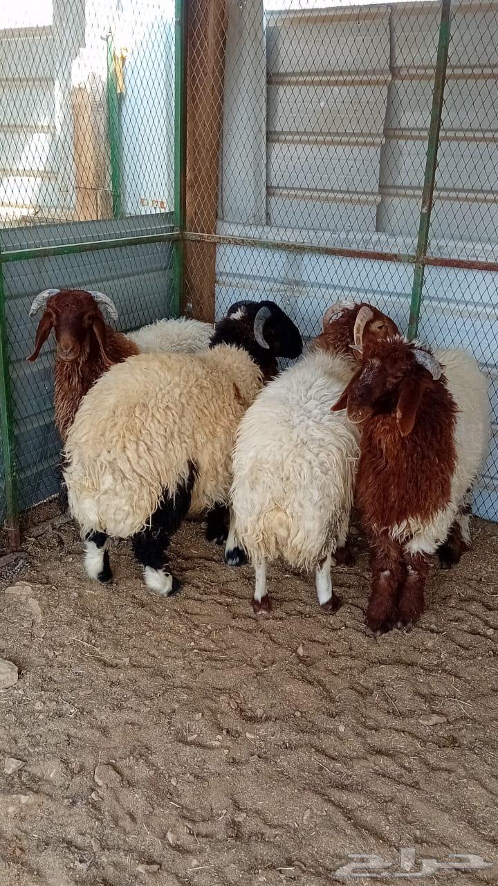 طليان للبيع64608253026305111