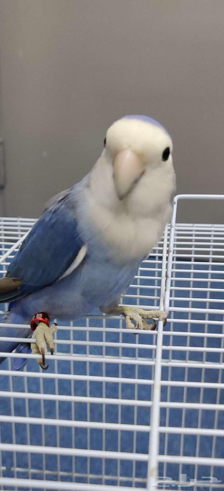 طيور روز للبيع64613055744771114