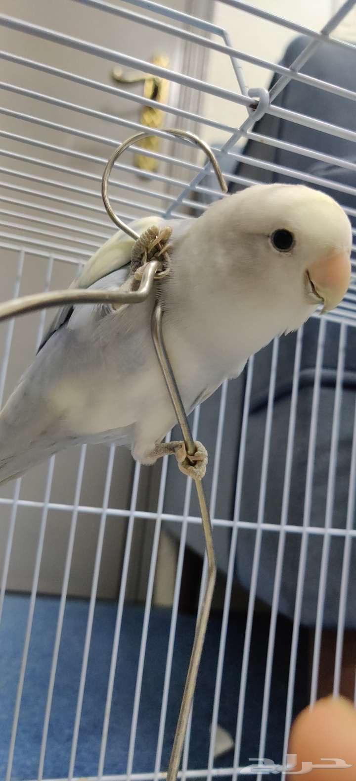 طيور روز للبيع64613055744771112