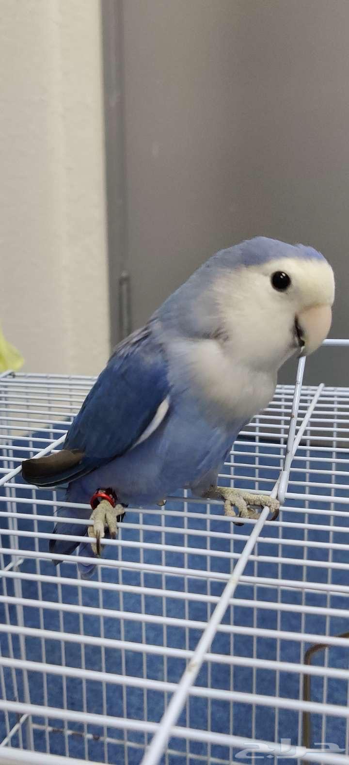 طيور روز للبيع64613055744771111