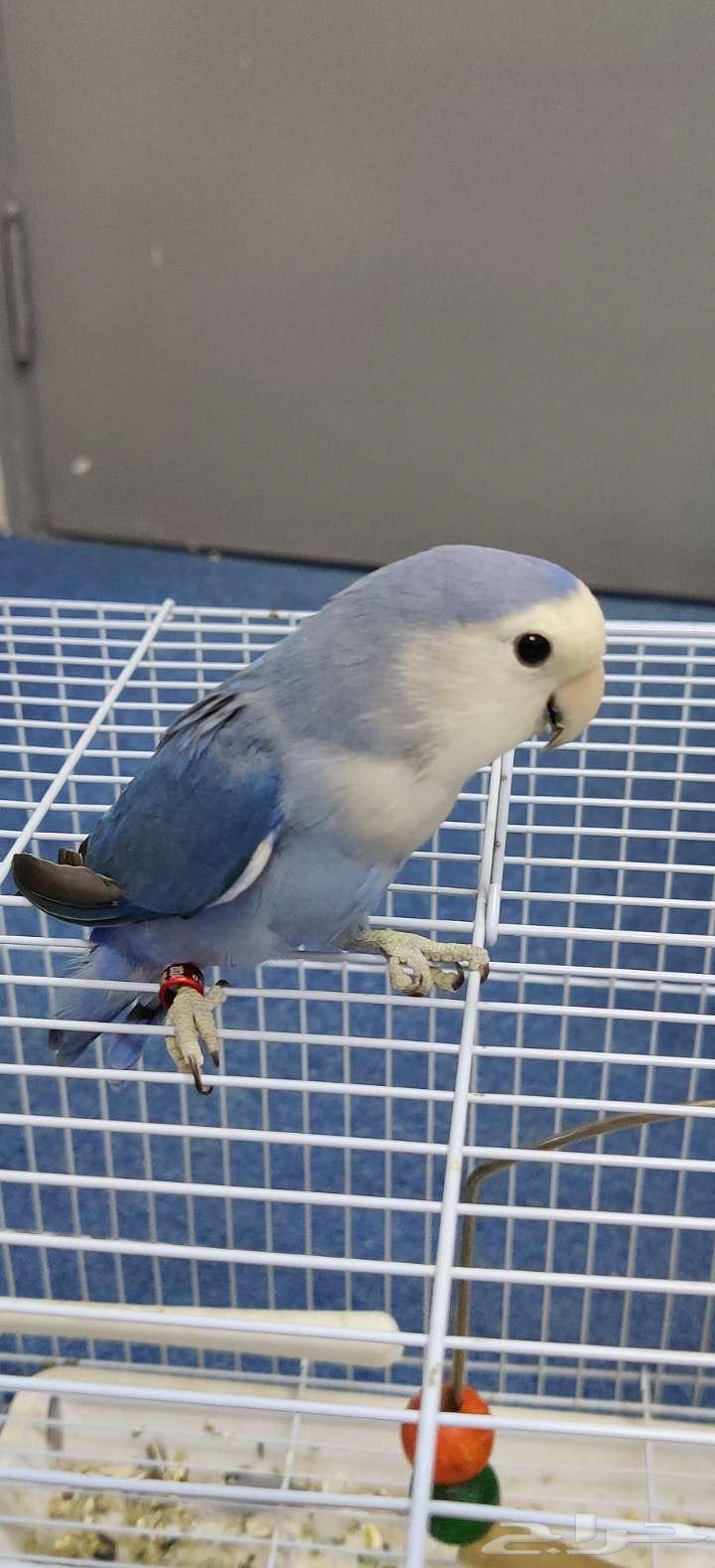 طيور روز للبيع64613055744771110