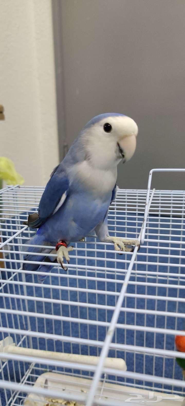 طيور روز للبيع64613055744771113