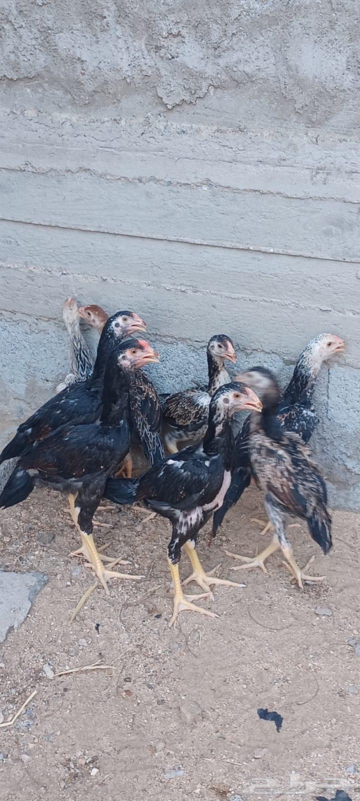 للبيع فروخ دجاج شامو ياباني ( فواخر )64606885382658113