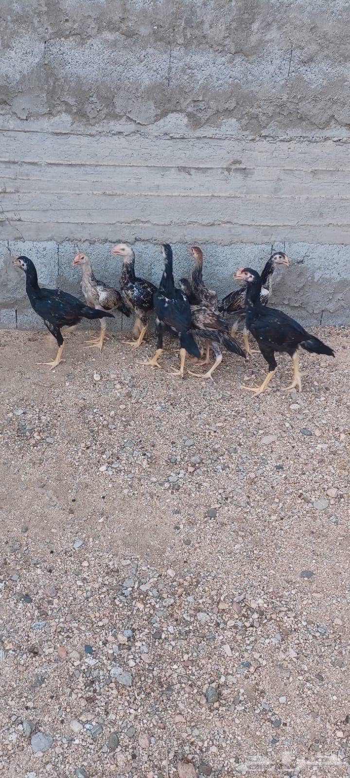 للبيع فروخ دجاج شامو ياباني ( فواخر )64606885382658110