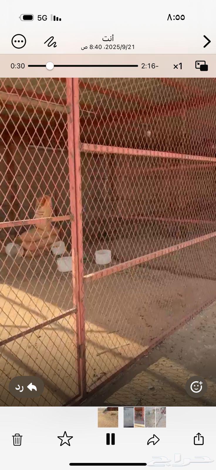 شبك جديد64614967045251111